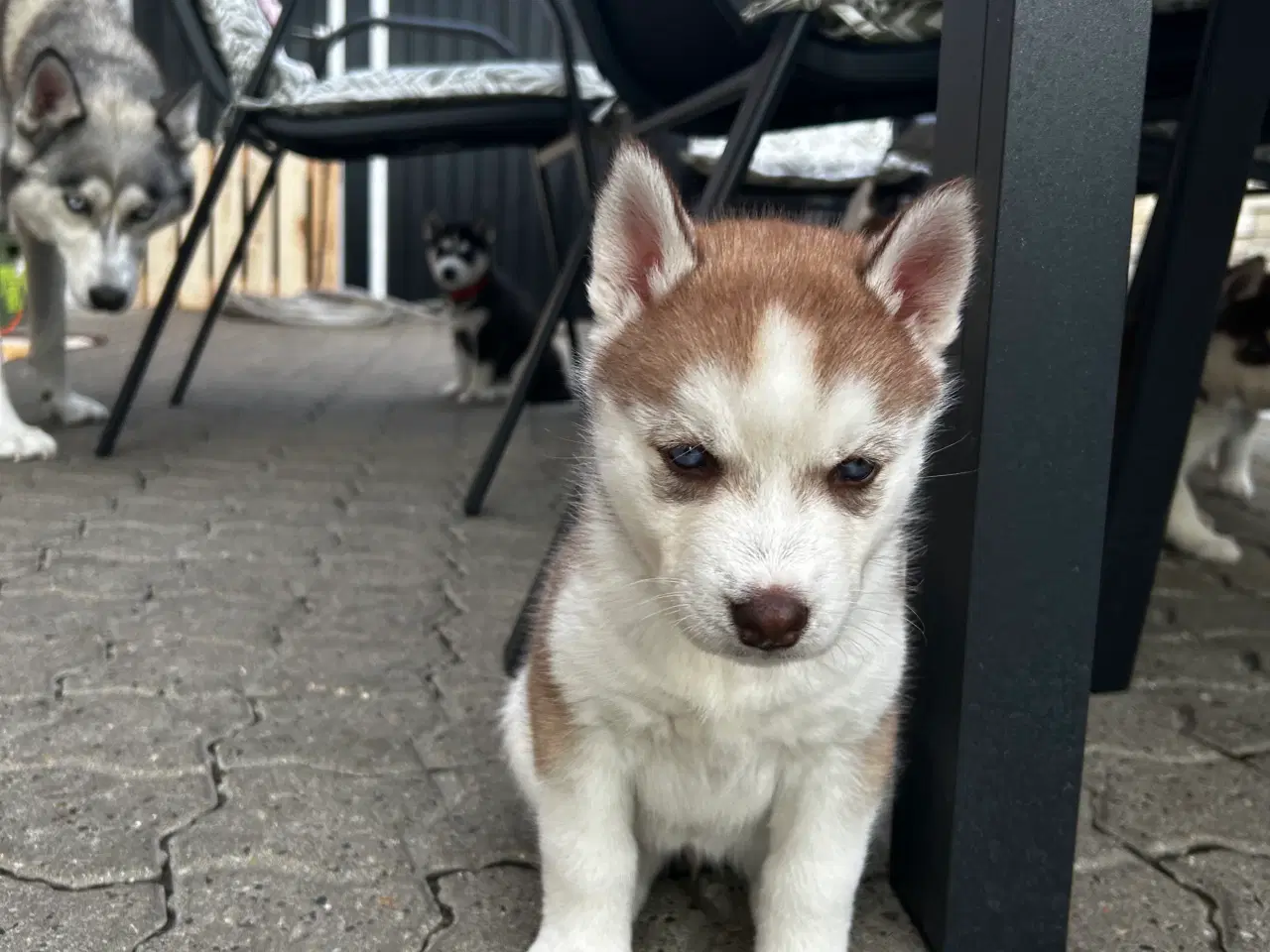 Billede 5 - Søde husky hvalpe søger ny familie