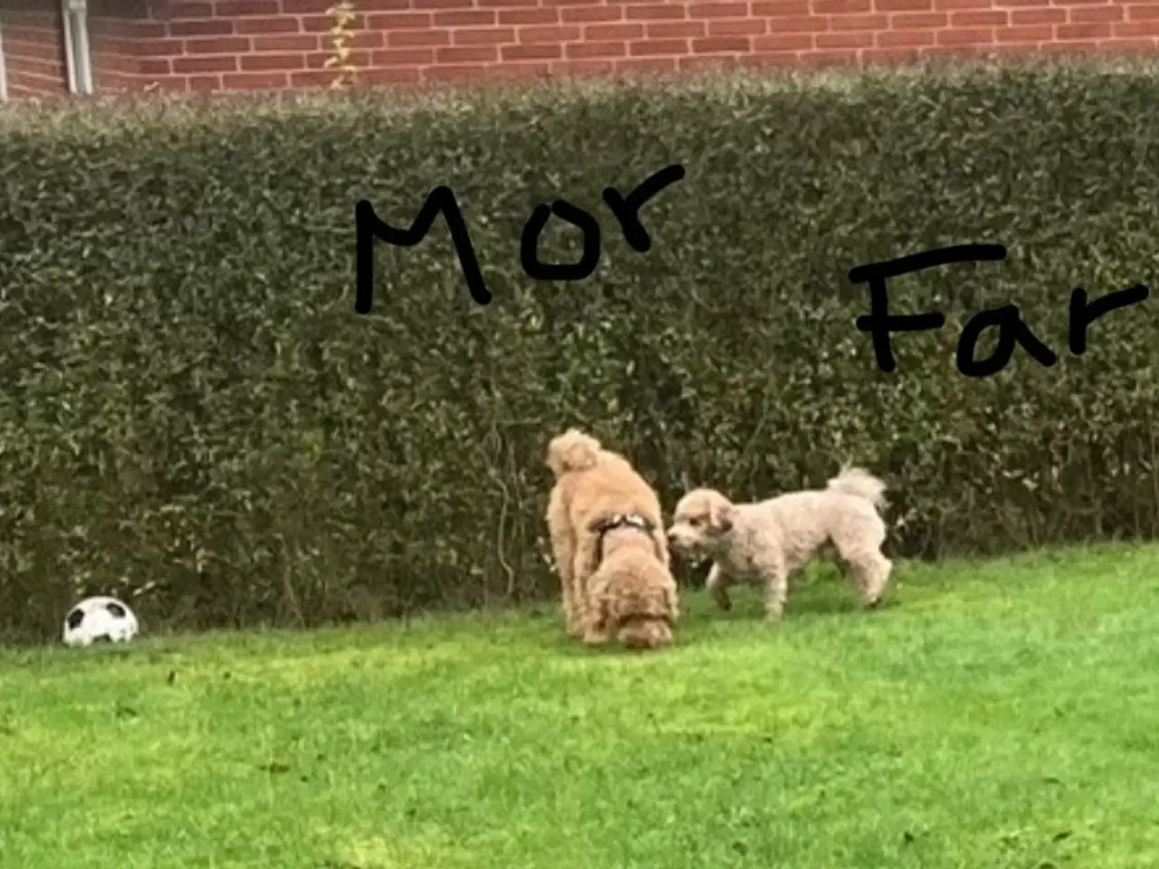 Billede 5 - Dejlige havapoo søger kærligt hjem