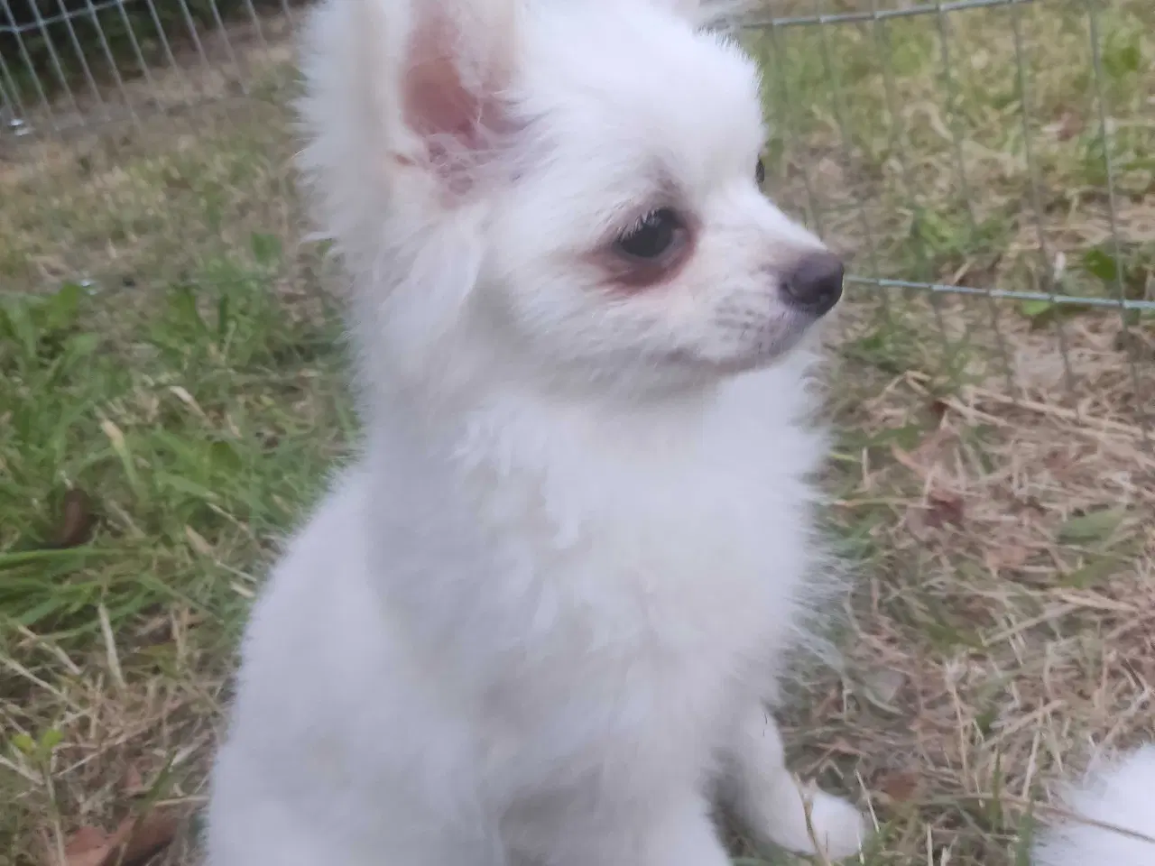 Billede 8 - Mini Pomeranian 
