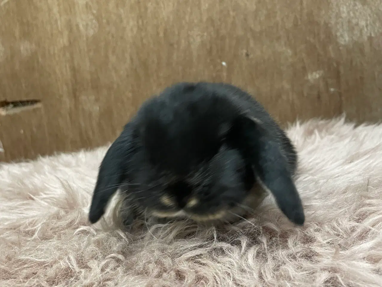 Billede 6 - Minilop unge klar 20/2 (dreng)