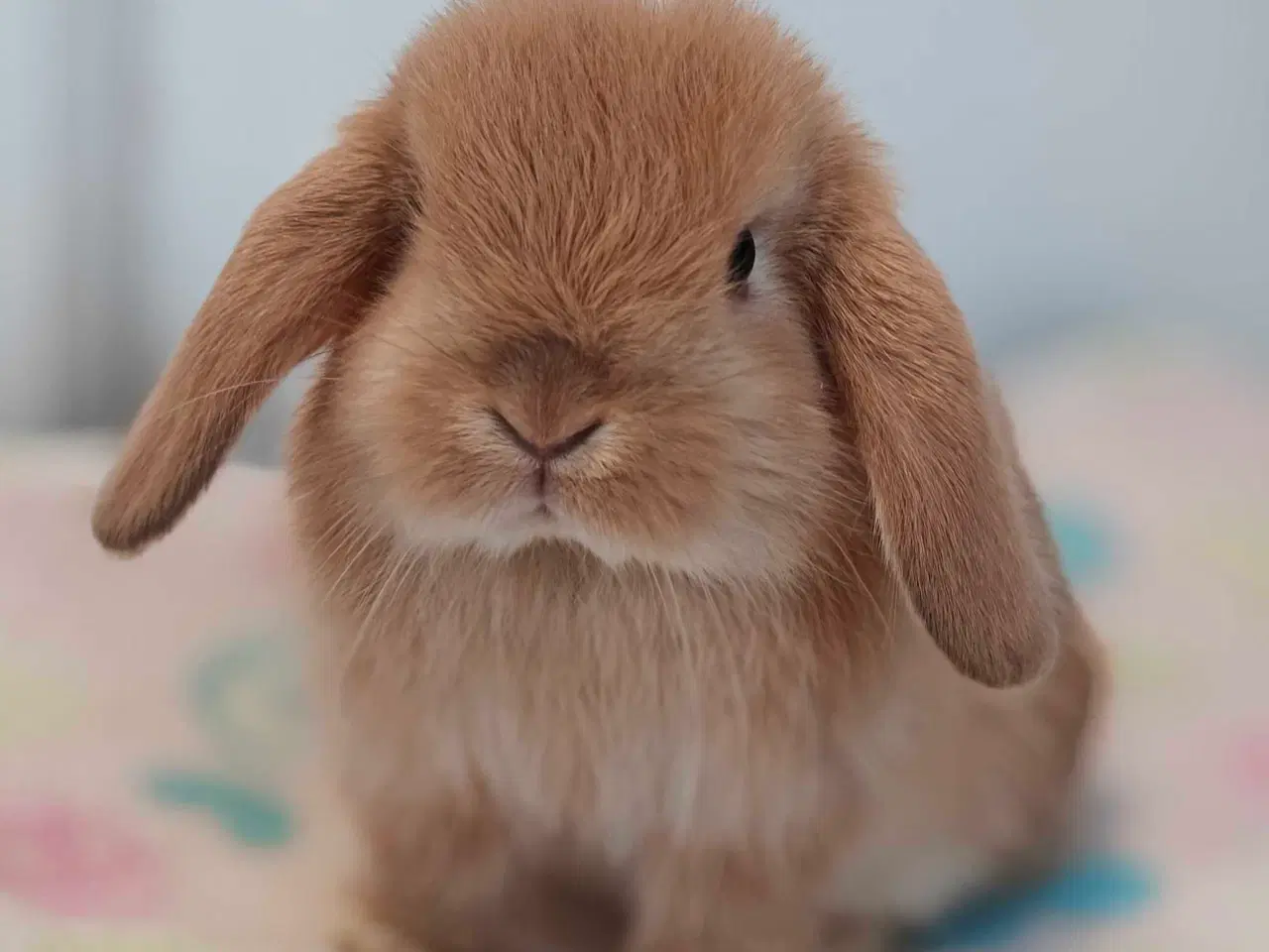 Billede 11 - Minilop