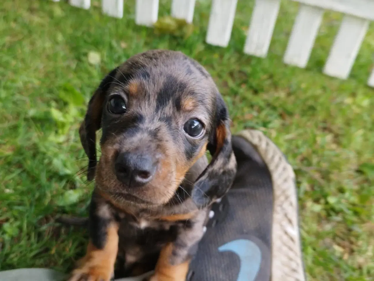 Billede 4 - Gravhunde hvalpe unik farver