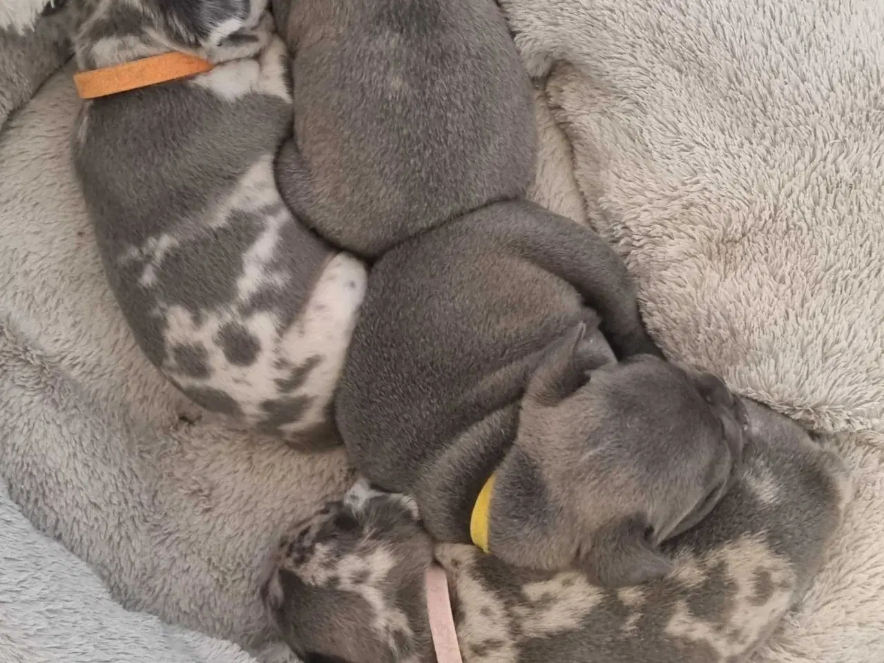 Billede 7 - Fransk bulldog hvalpe