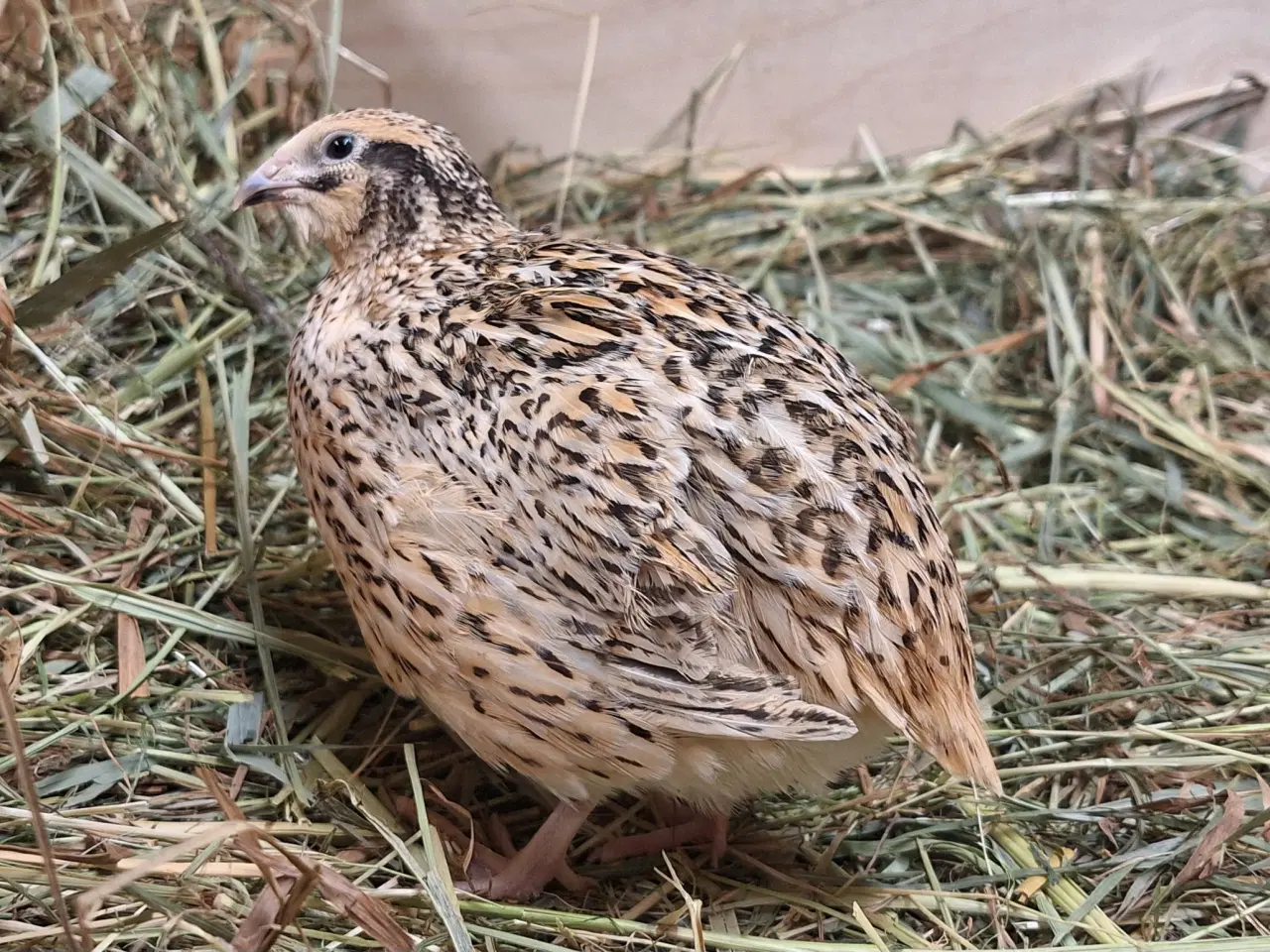 Billede 6 - Store flotte Jumbo og Jumbo Magnum vagtler 