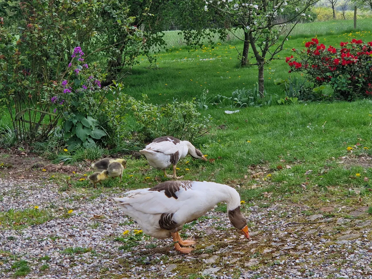 Billede 2 - Dansk Landgase