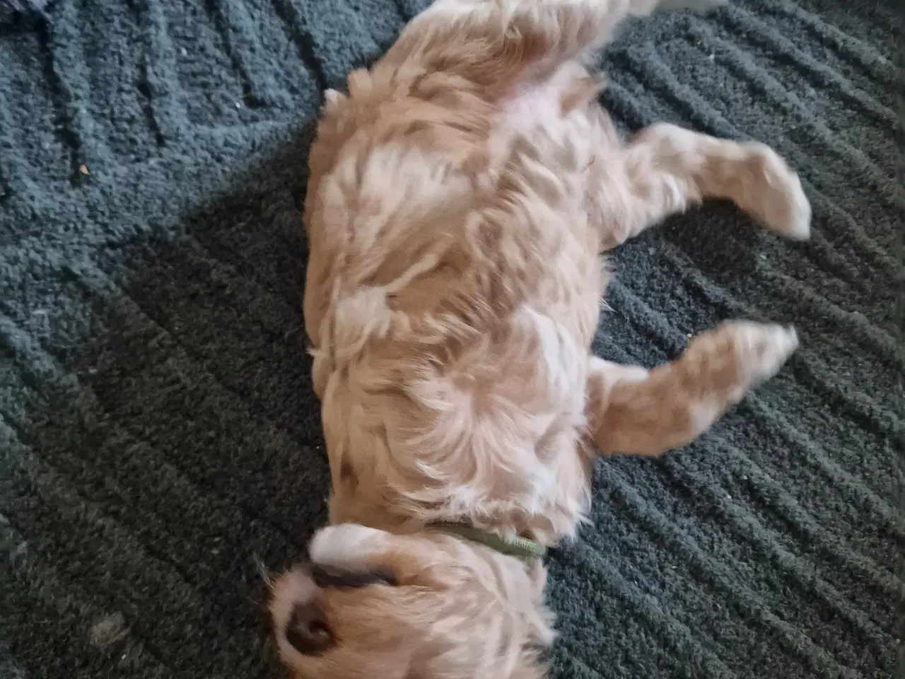 Billede 4 - Golden doodle