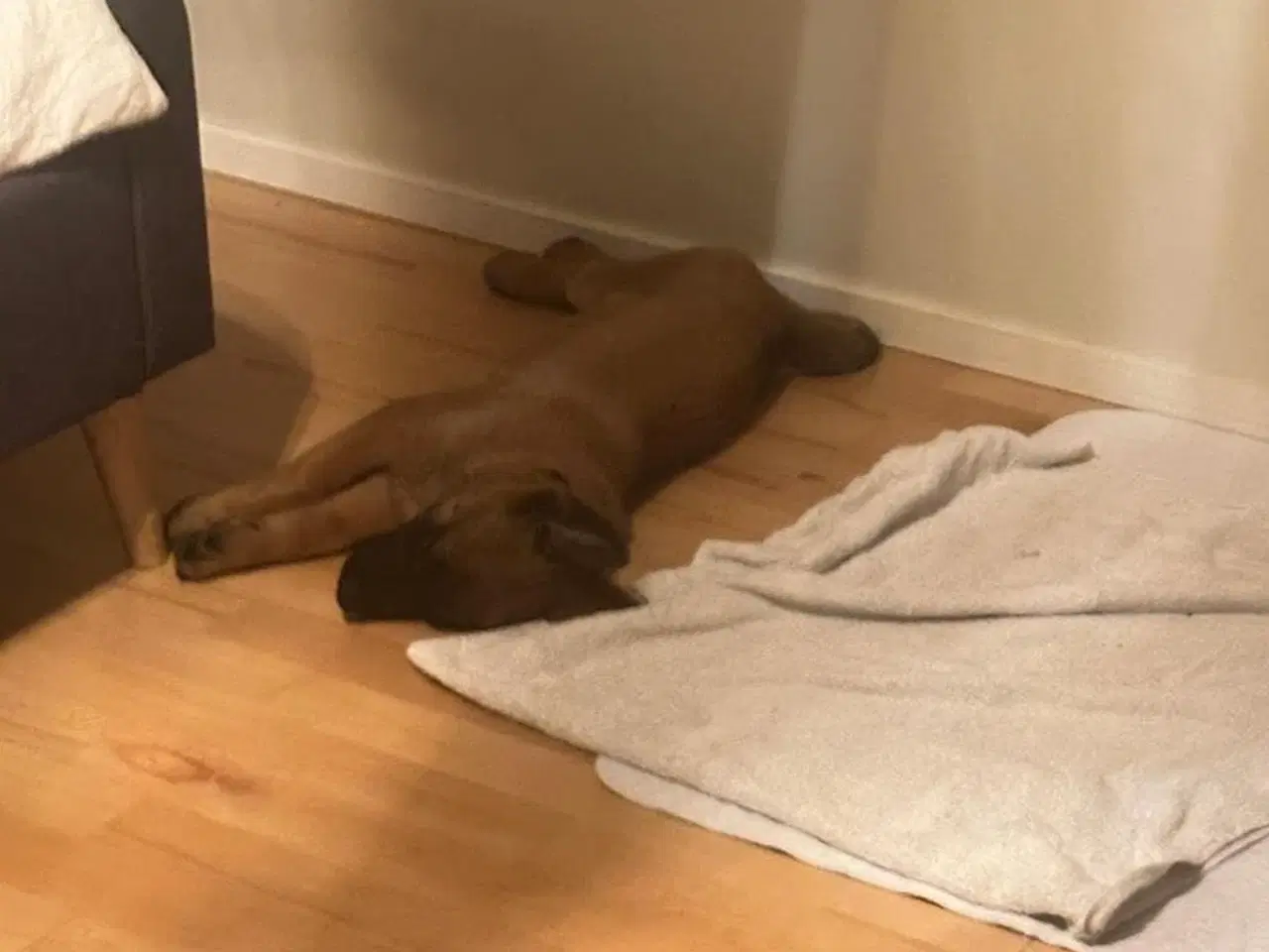 Billede 3 - Hund ( han)