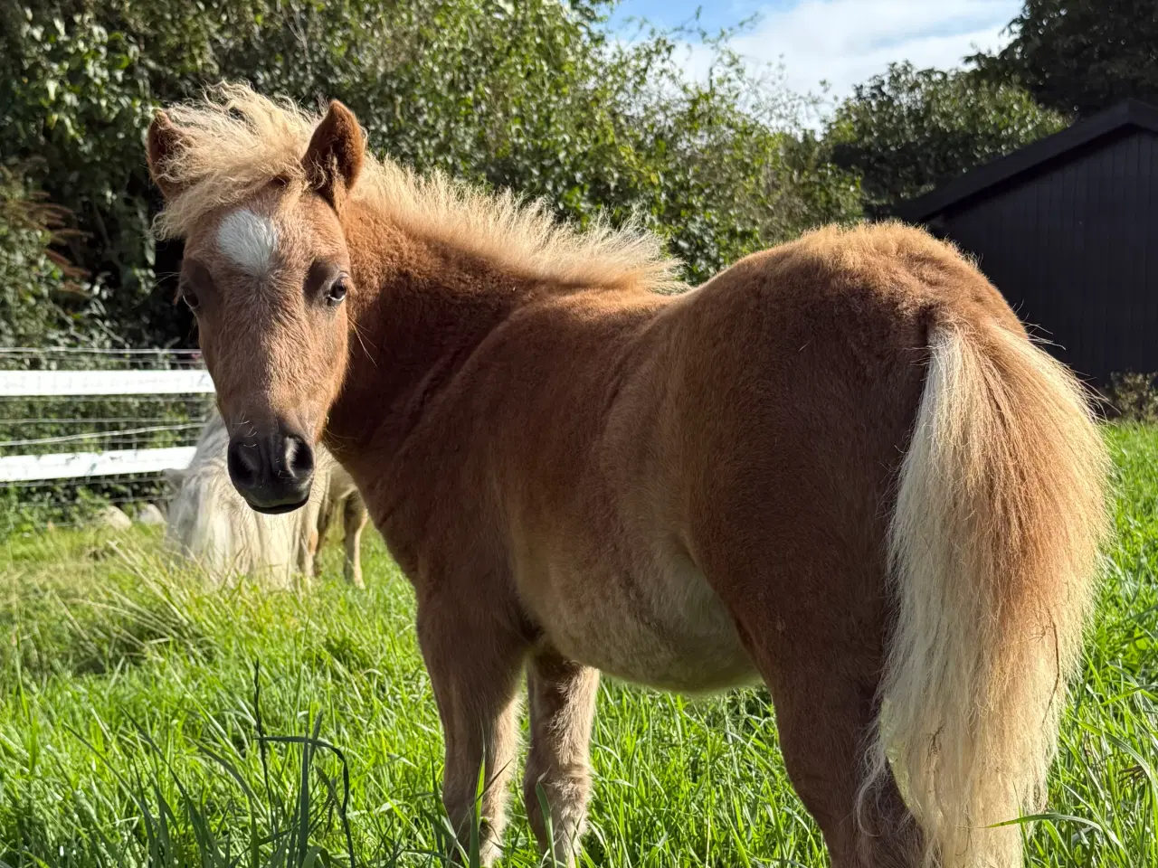 Billede 4 - Skøn mini pony 