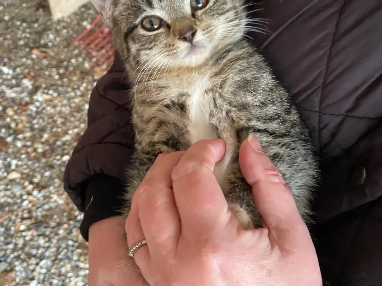 Billede 2 - Søde kattekillinger