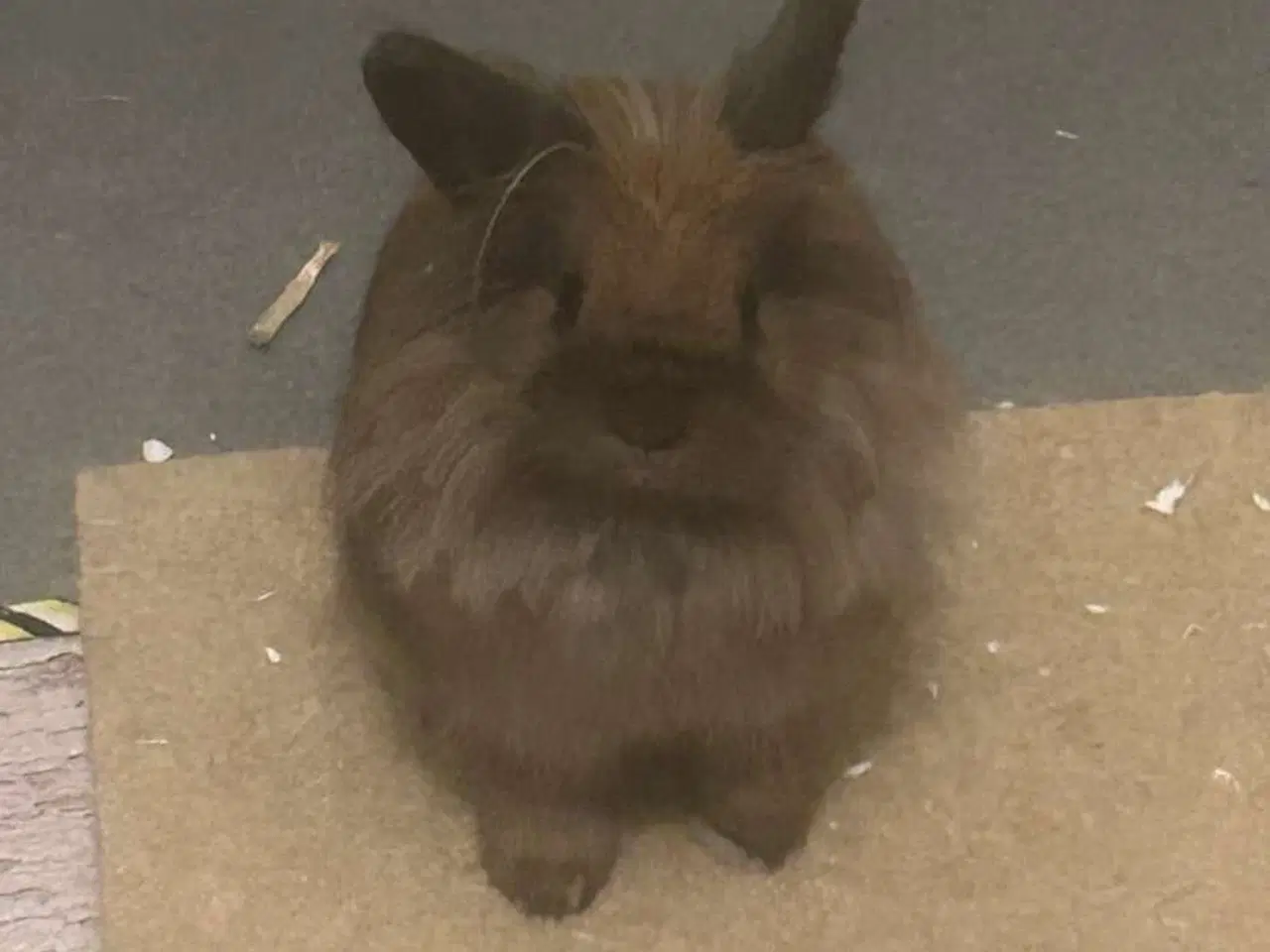 Billede 3 - Kælne inde kaniner søger nyt hjem
