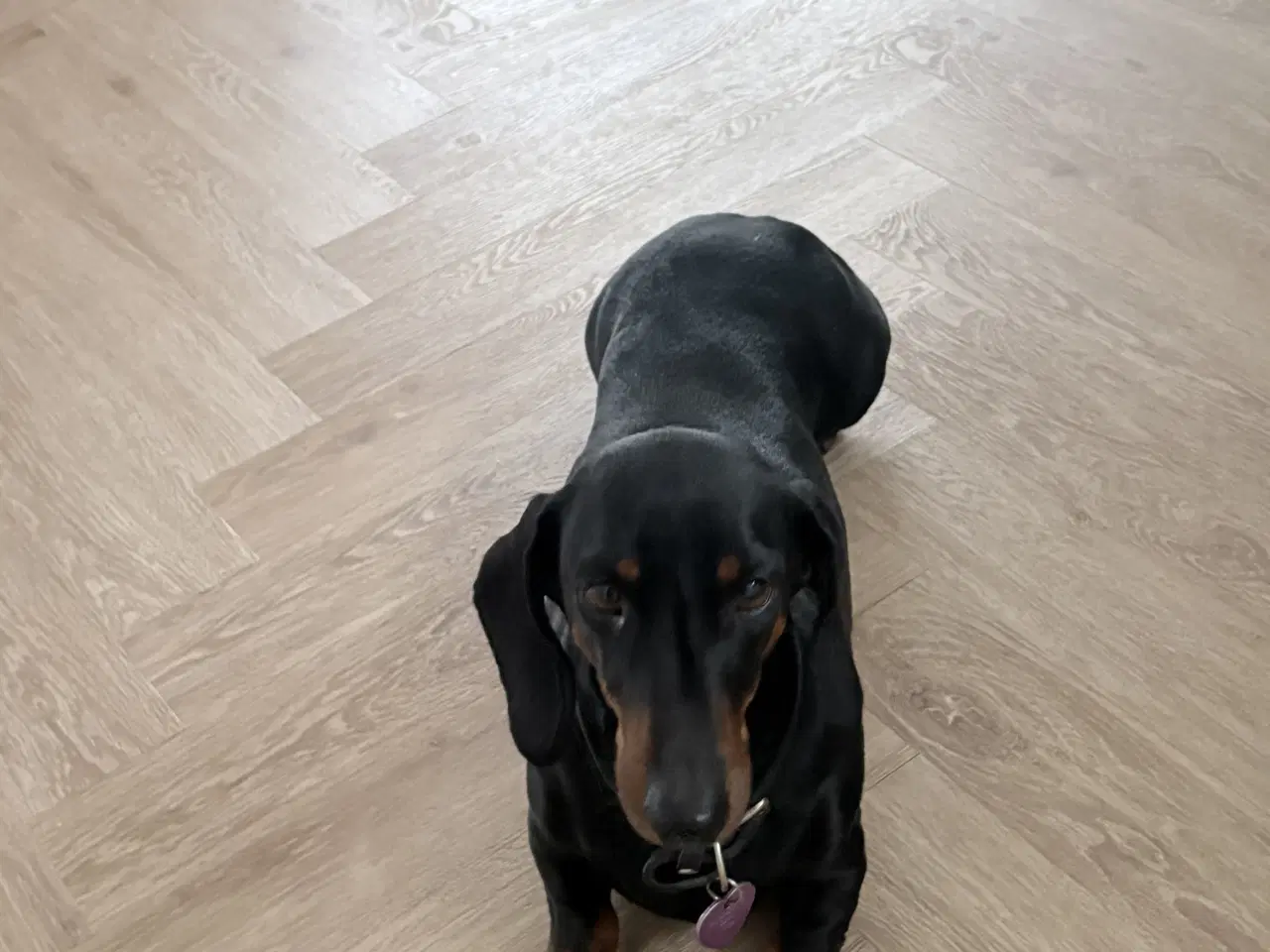 Billede 2 - Standard Black/Tan Tæve 