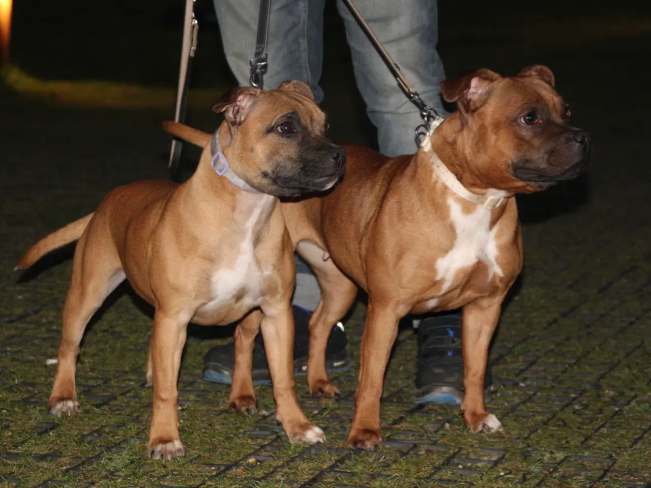 Billede 4 - Staffordshire bull terrier piger