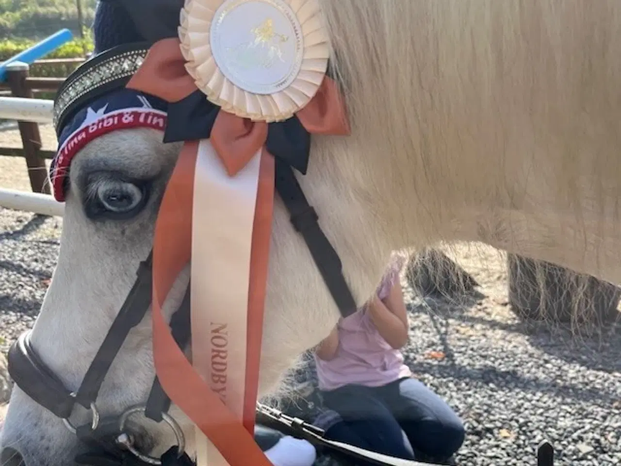 Billede 6 - Charmerende børnepony med stor personlighed