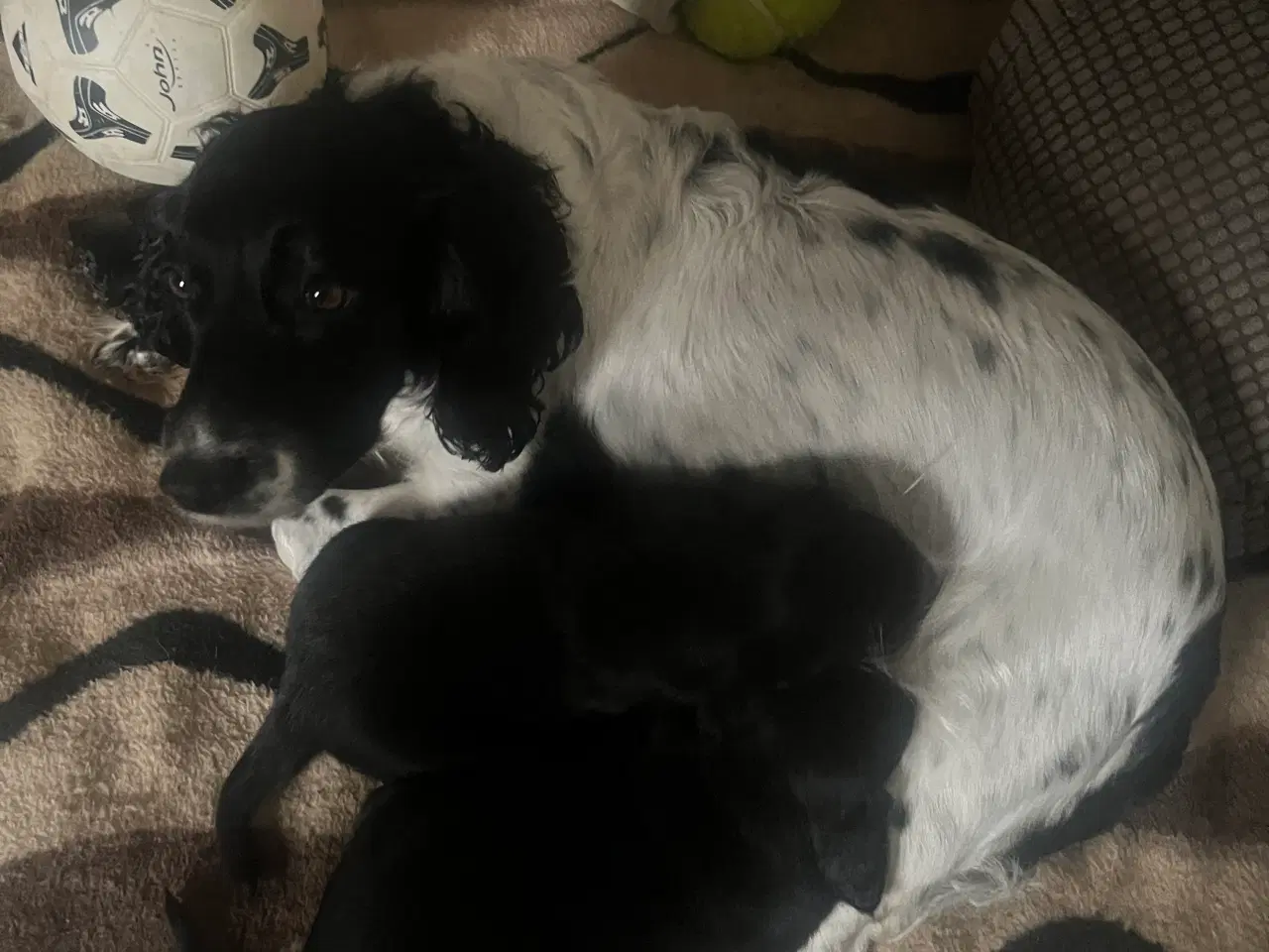 Billede 3 - Springador hvalpe 2 hanner.