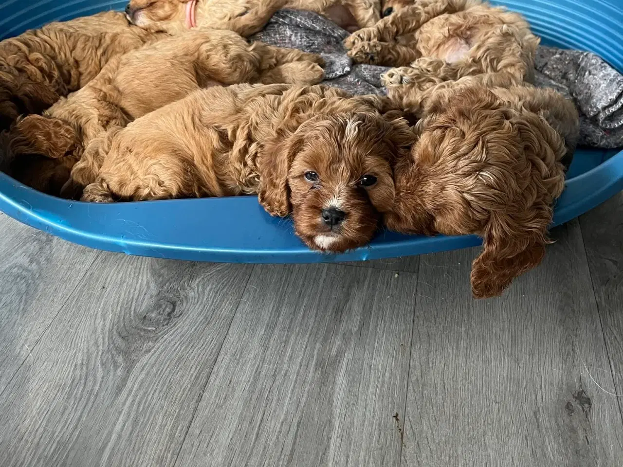 Billede 1 - Cavapoo hvalpe 