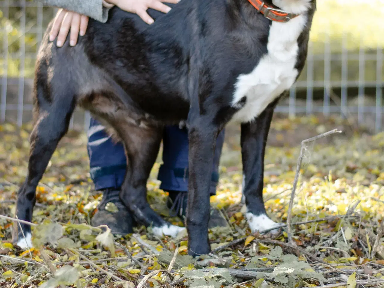 Billede 2 - Skønne Callie søger familie