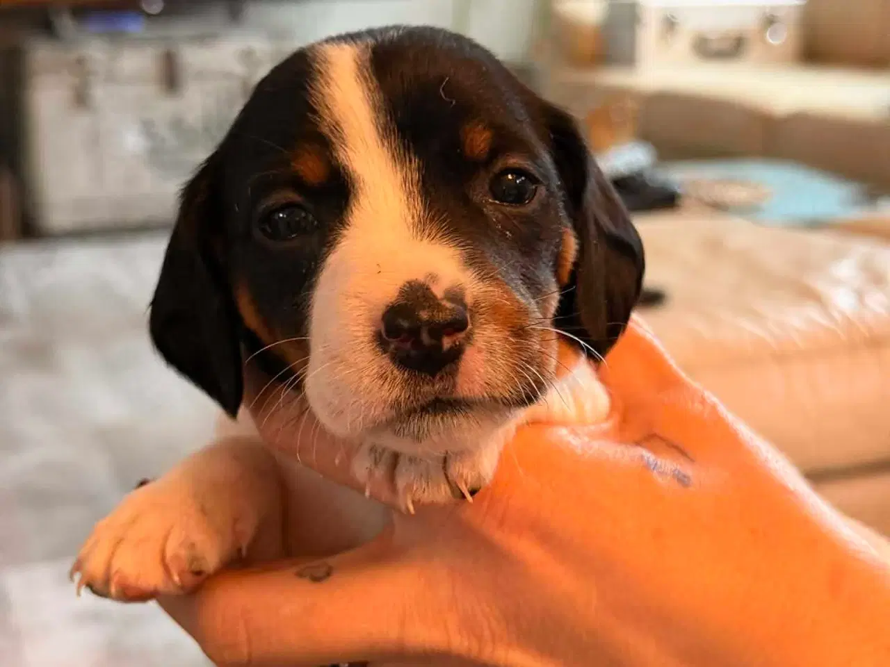 Billede 10 - 🐾 Lækre små vapser søger kærlige hjem 🐾