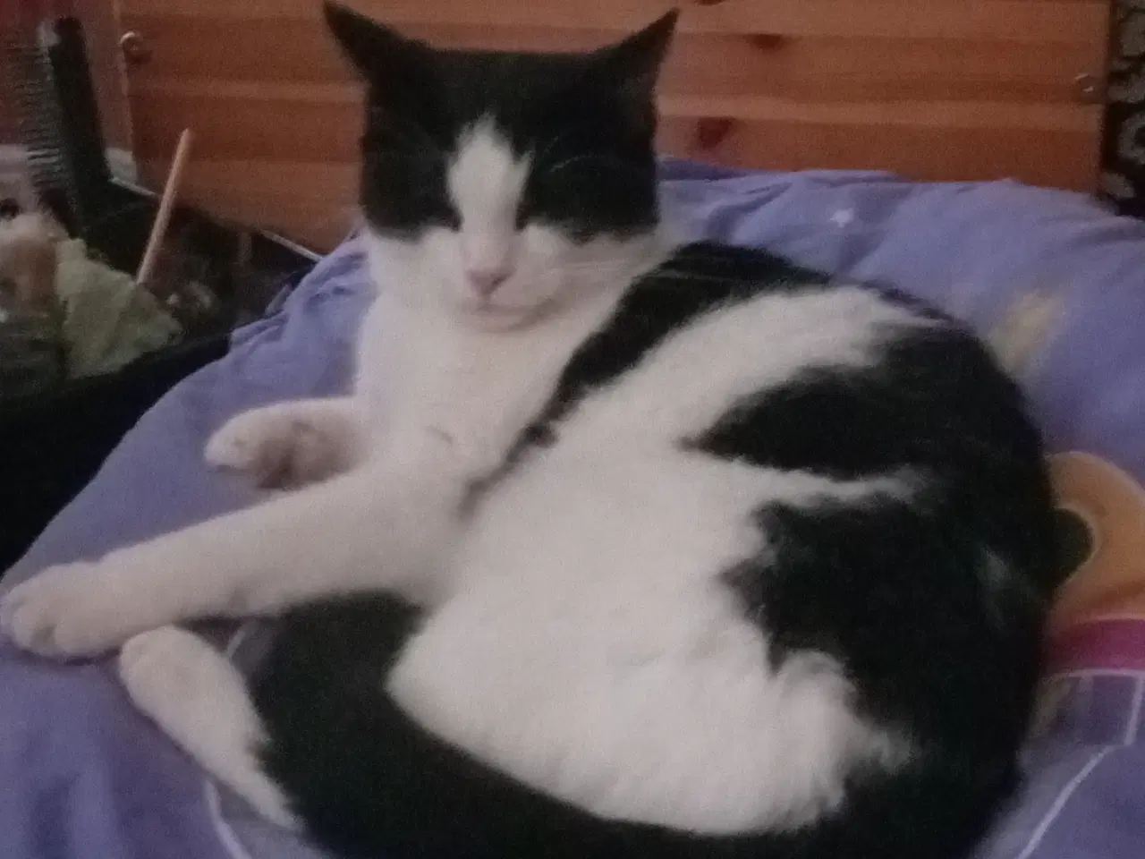 Billede 15 - Hund kat med tilbehør