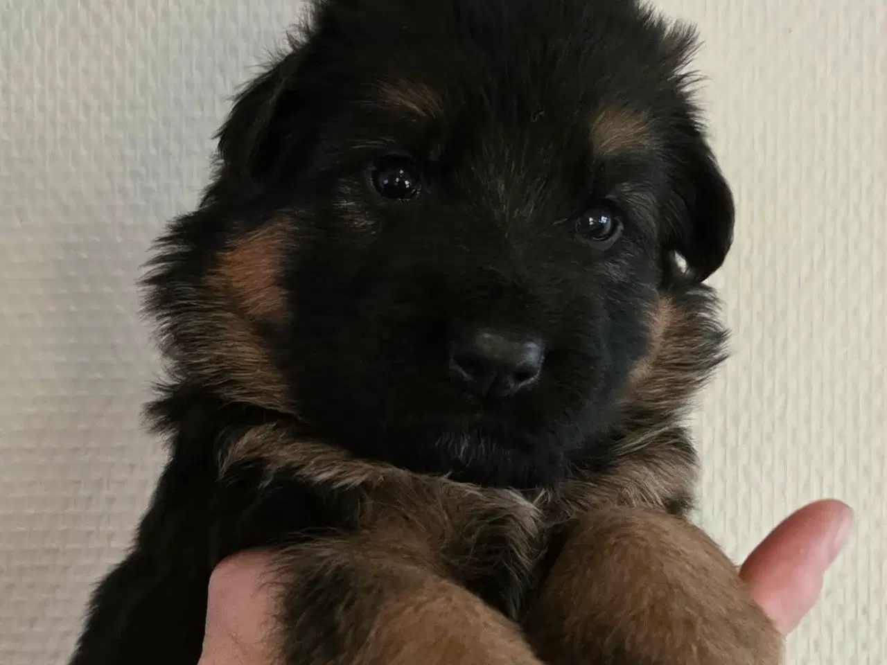 Billede 5 - Top Schæfer hvalp 