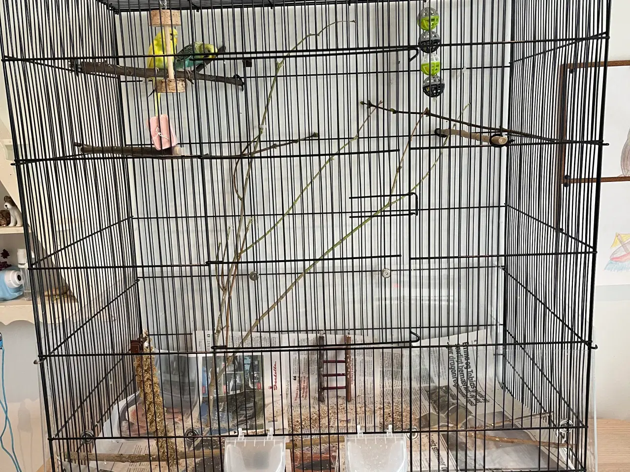 Billede 1 - Stort bur, tilbehør og 2 unge undulater