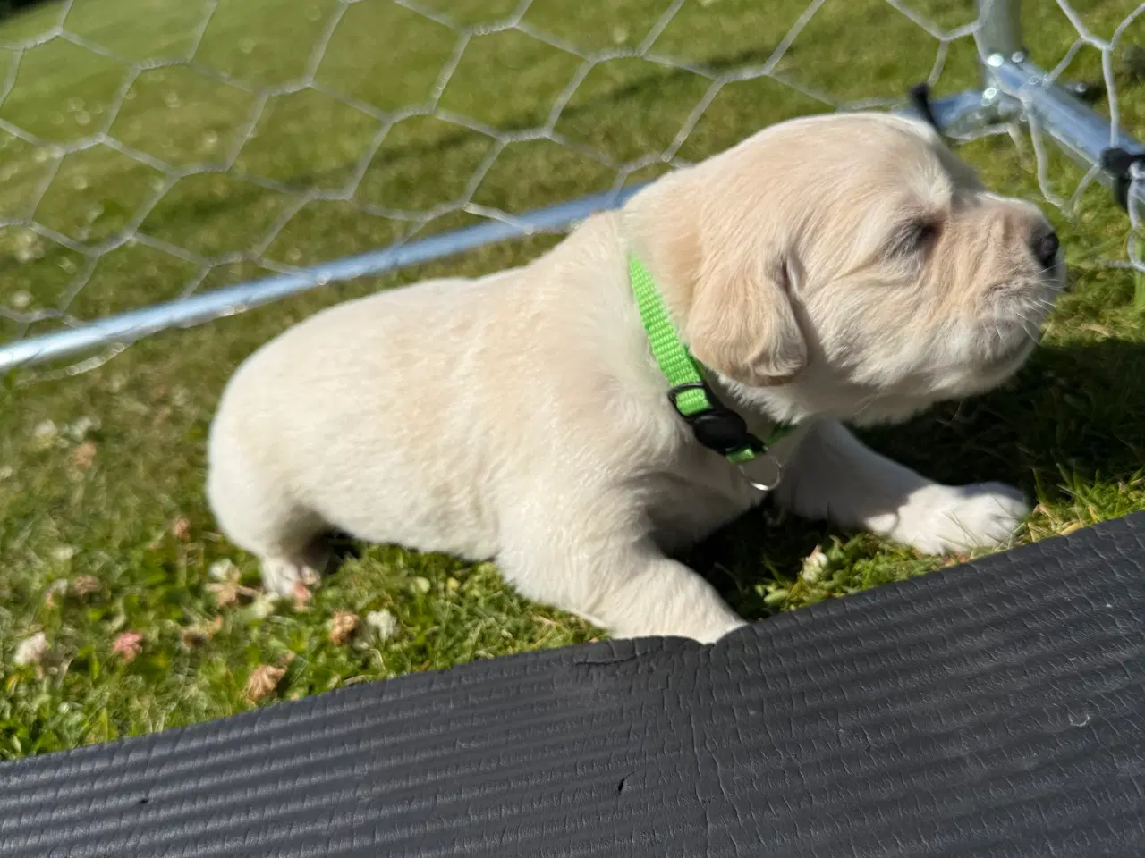 Billede 1 - Golden Retriever hvalpe 