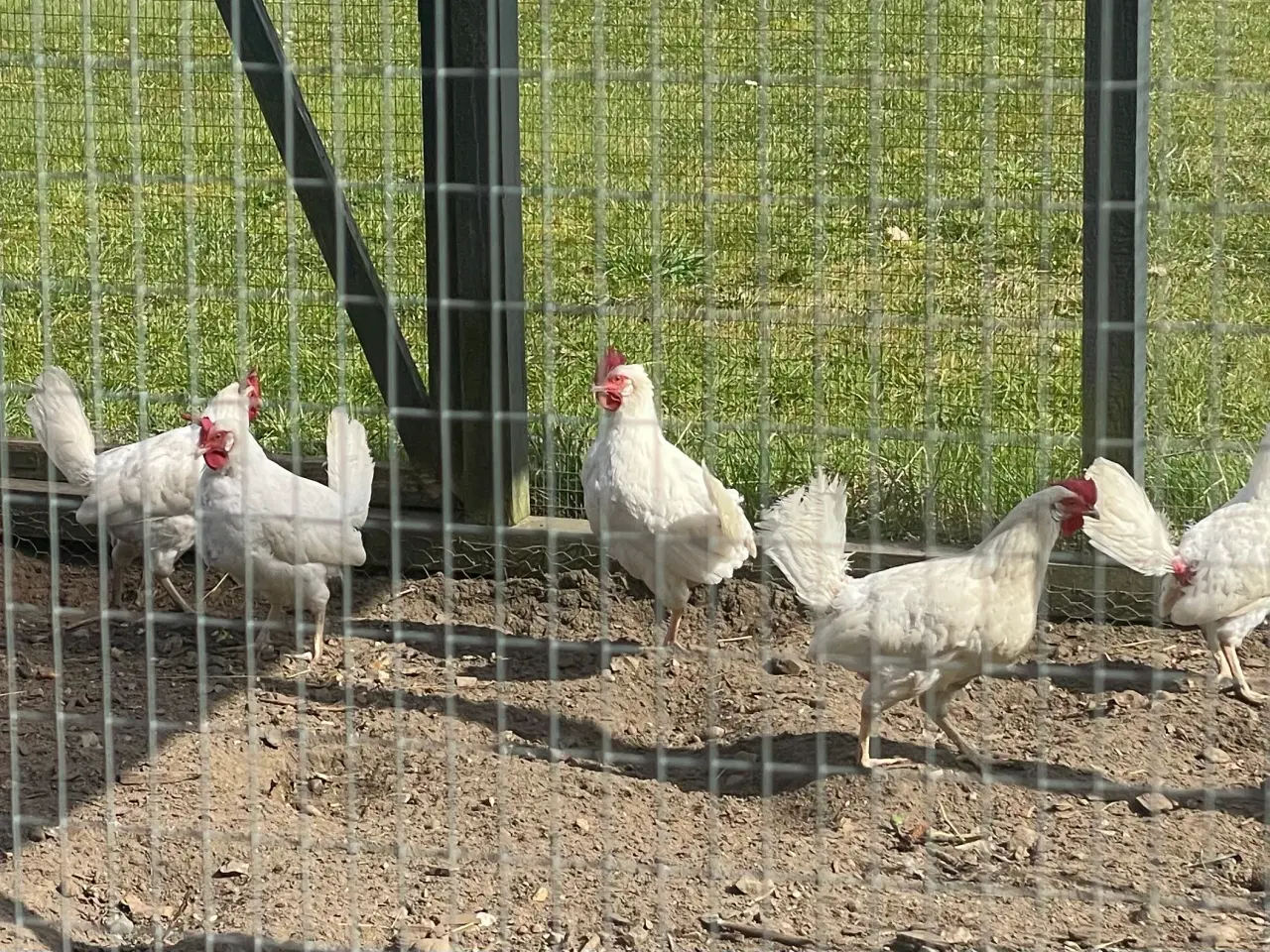 Billede 2 - 6 æglæggende hvide italienere