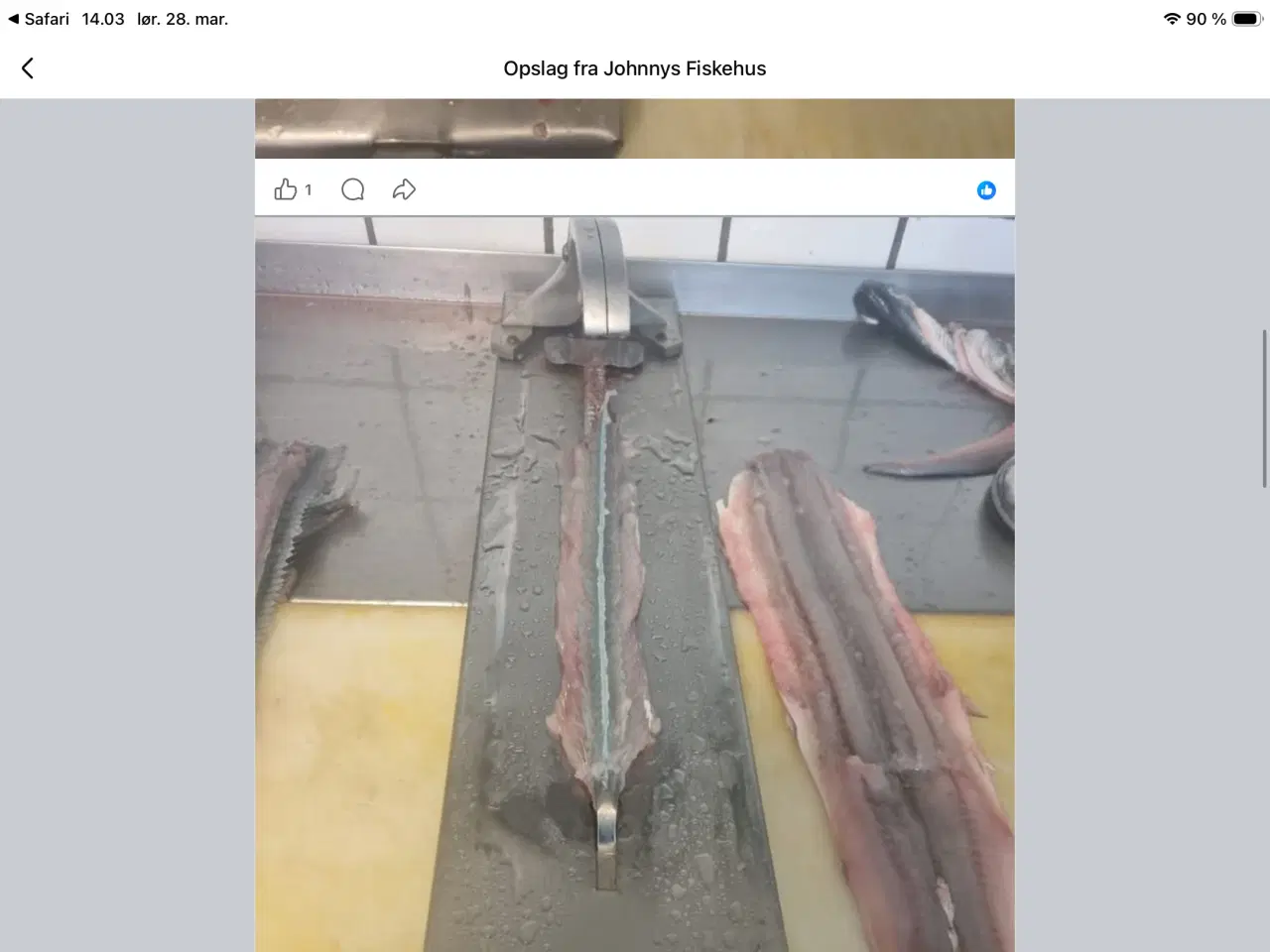 Billede 4 - KØBES 1 STK HORNFISK UDBENER JERN I RUSTFRIT STÅL 