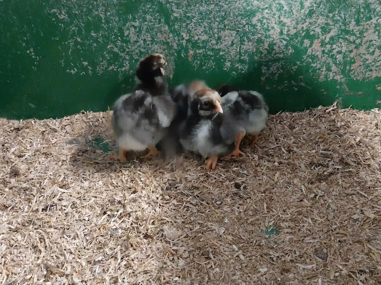 Billede 3 - Wyandotter kyllinger 