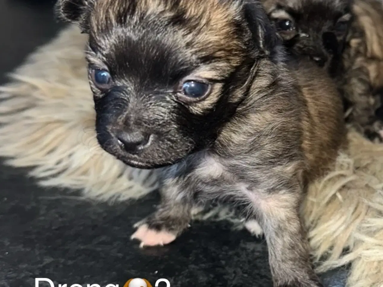 Billede 6 - Skønne chihuahua blandings hvalpe 