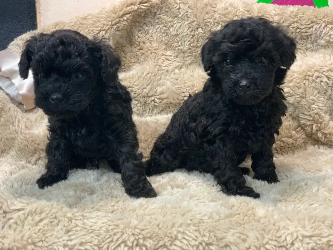 Billede 17 - Mini Maltipoo babyer 