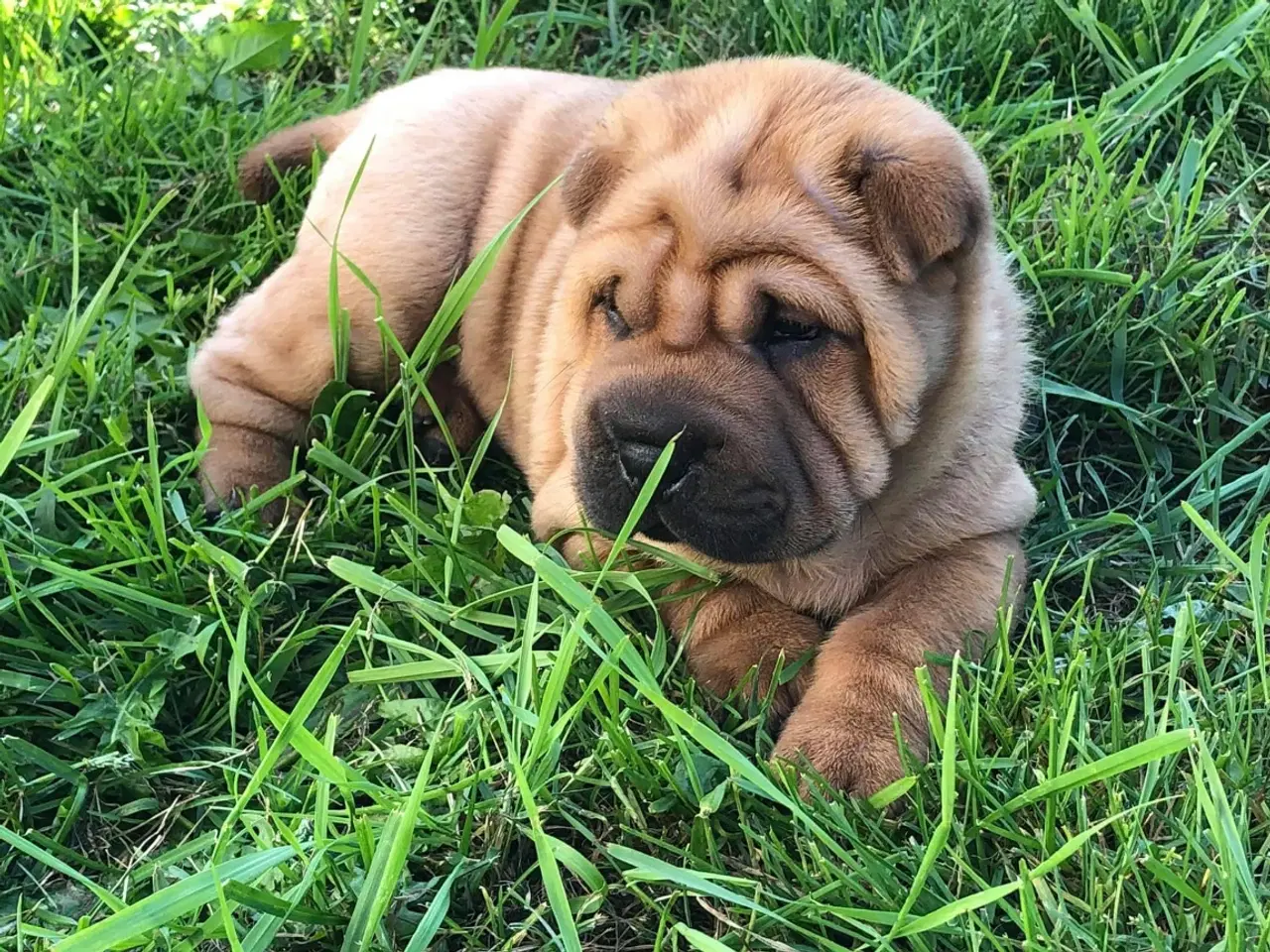 Billede 1 - Shar pei hvalpe