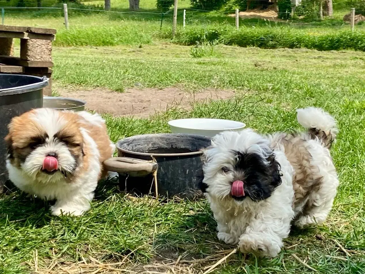 Billede 8 - Allergivenlig Shih Tzu hvalpe