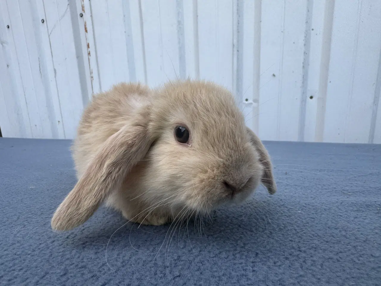 Billede 3 - Dværgvædder/Mini lop hankanin