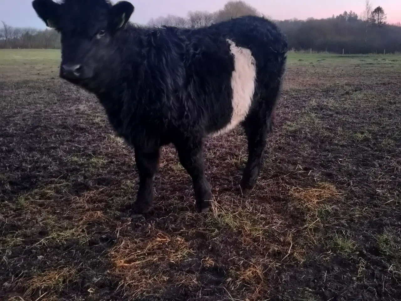 Billede 1 - Kødkvæg,s kvier 