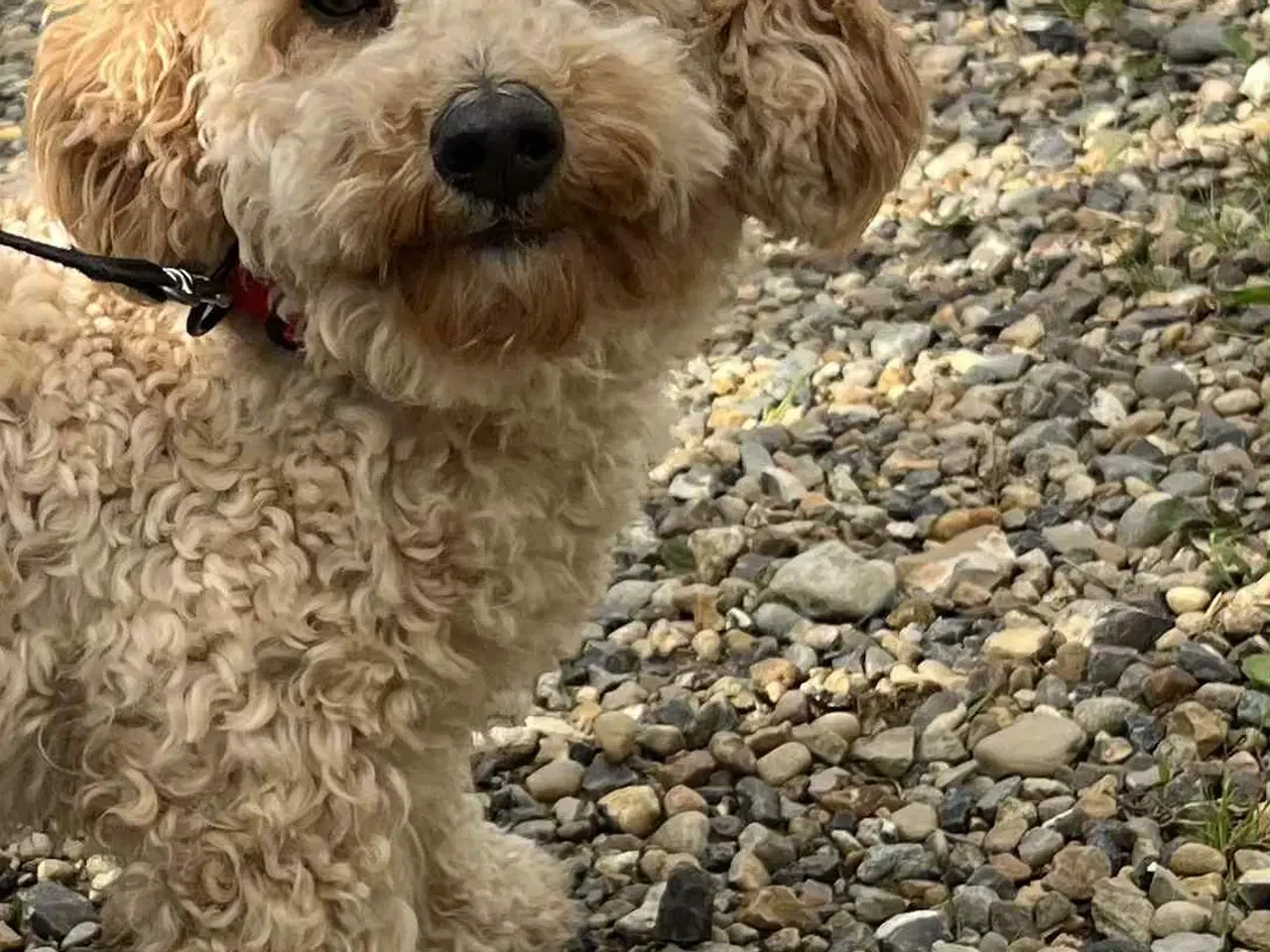 Billede 6 - skøn Maltipoo Max