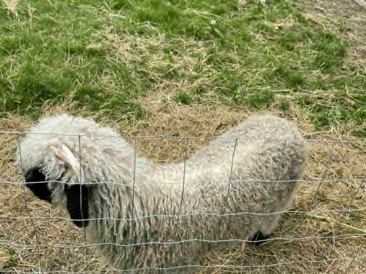 Billede 3 - 1 Stk Vallais Blacknose Vædder lam. (FLASKE LAM)