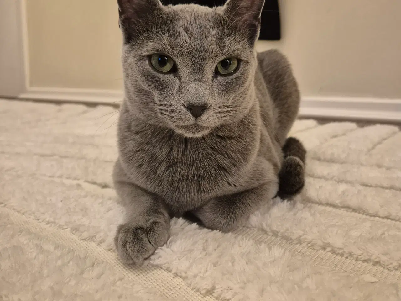 Billede 2 - Russian blue hankat
