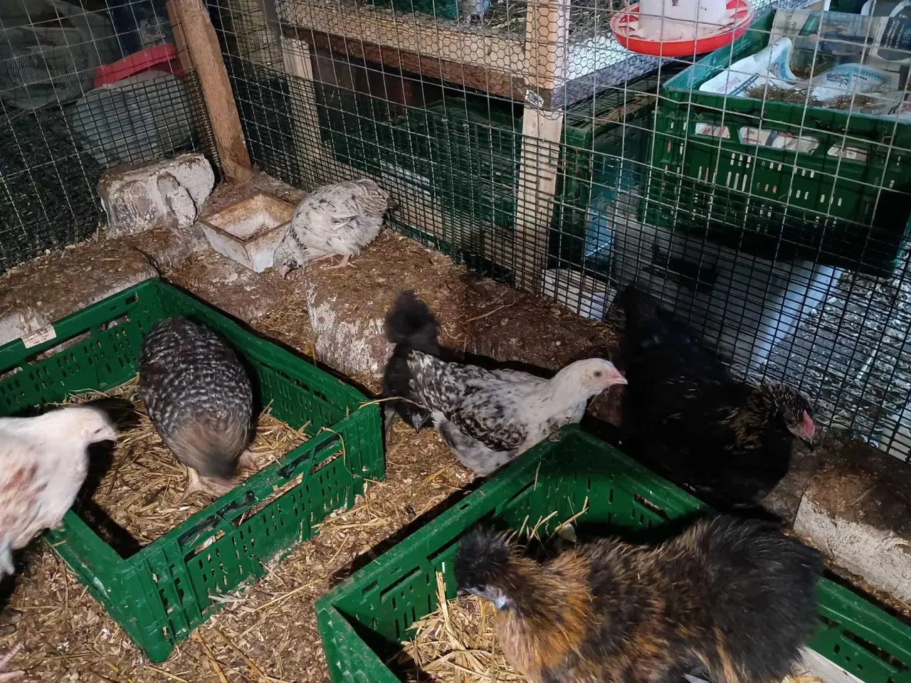 Billede 13 - Blænding race  Varmefri kyllinger  for Multi farve