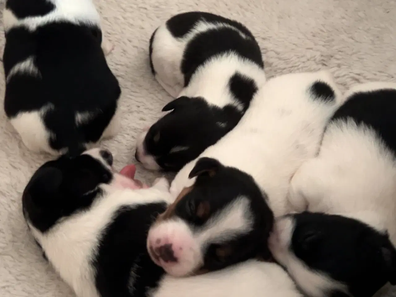 Billede 4 - Jack Russell hvalpe til salg