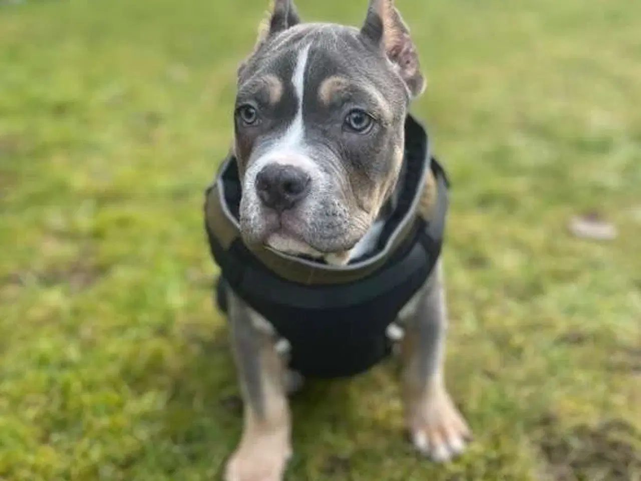 Billede 3 - American bully hvalp