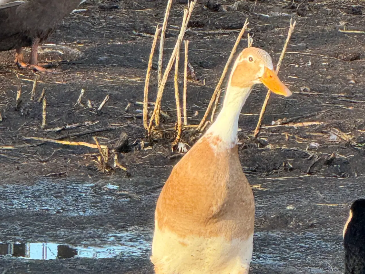 Billede 2 - 6 ænder 1 andrik 