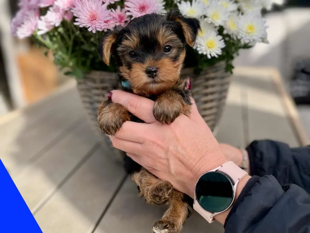 Billede 5 - 🐶💙💙💙💙❤️🐶 01.09.2025