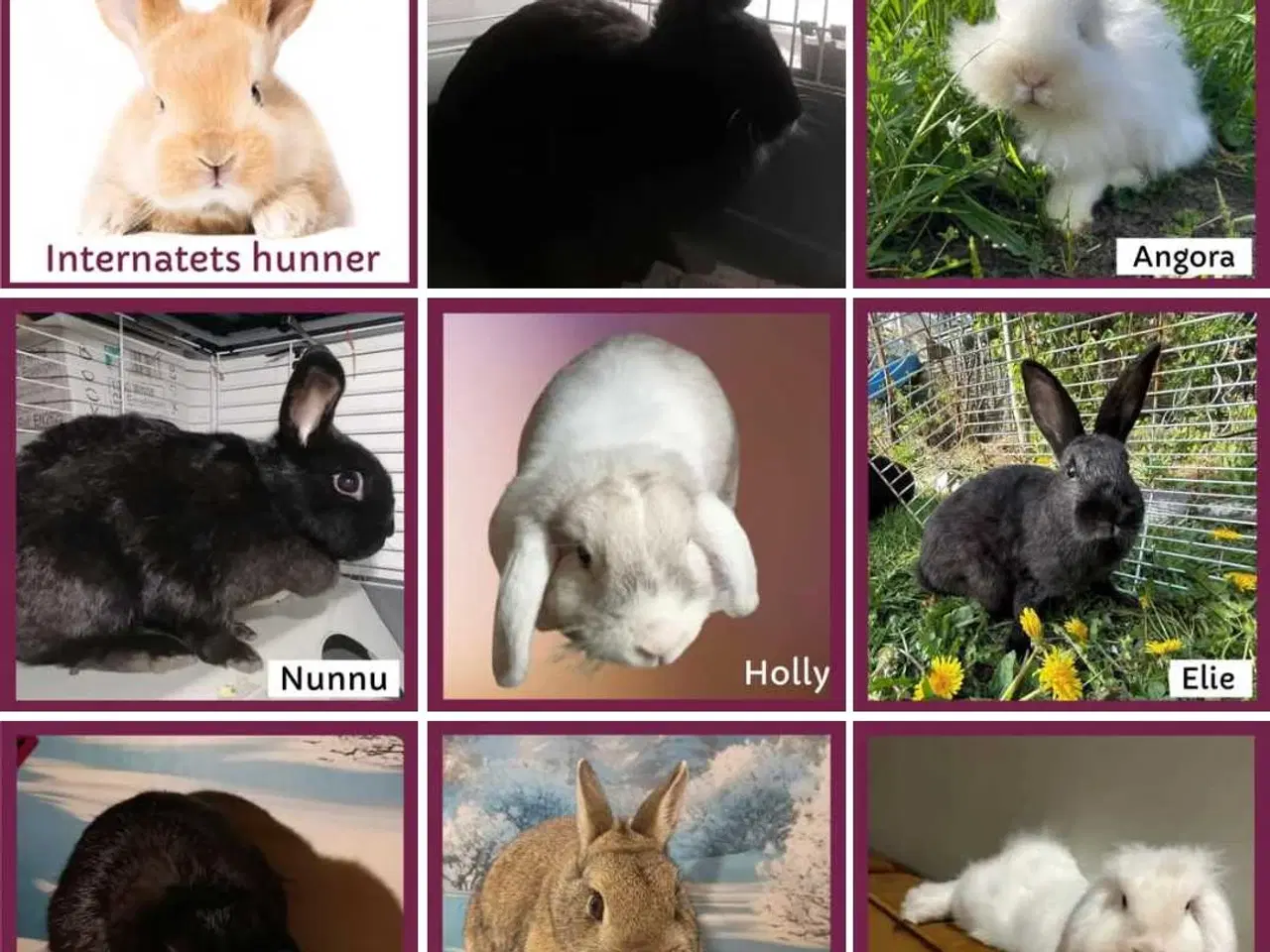 Billede 8 - Kanin, kanin unge