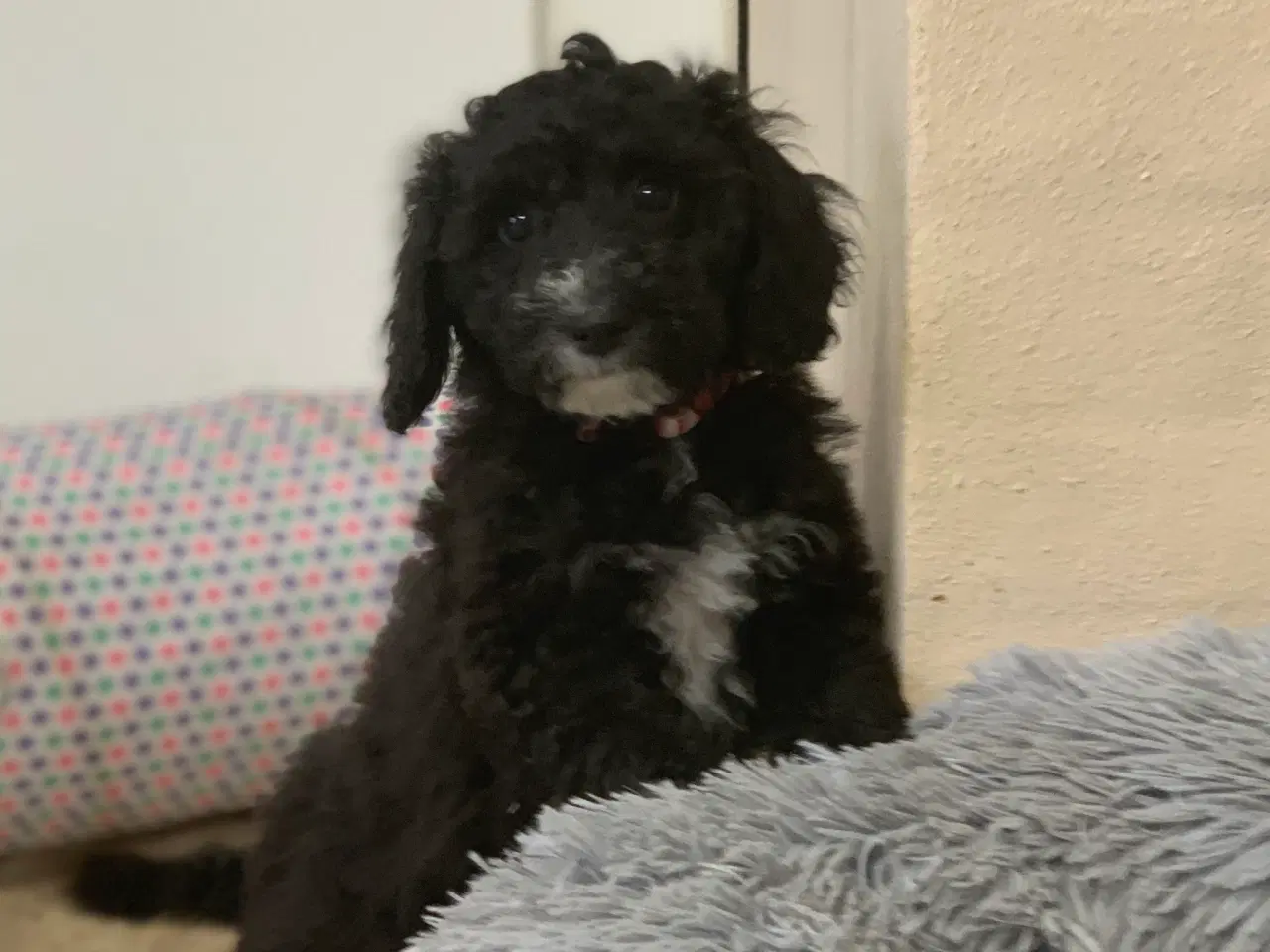 Billede 9 - Maltipoo babyer er rejse klar nu 