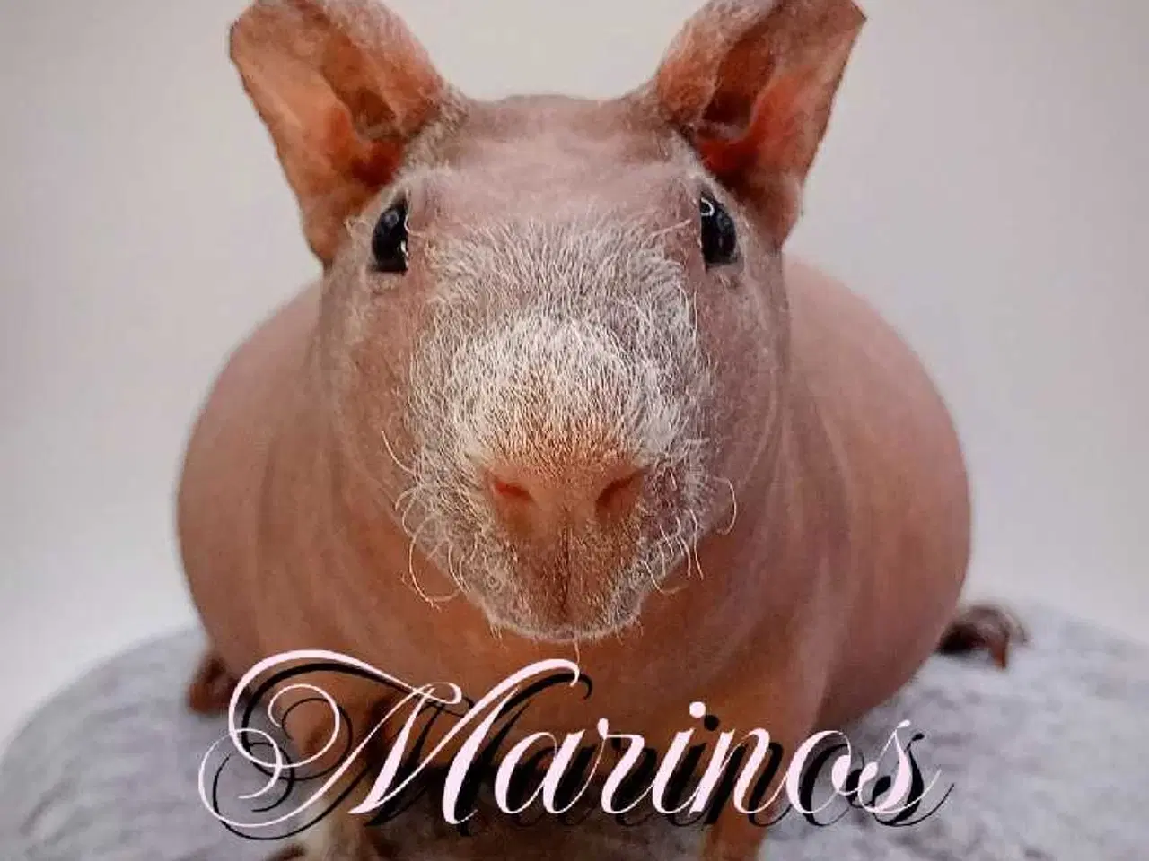 Billede 14 - DK Marinos opdræt