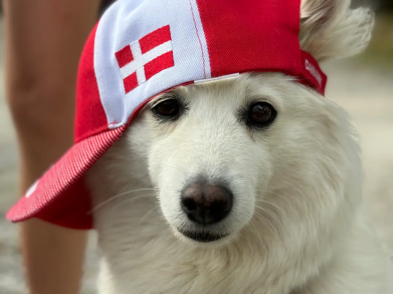 Billede 4 - Dansk Spids hvalpe