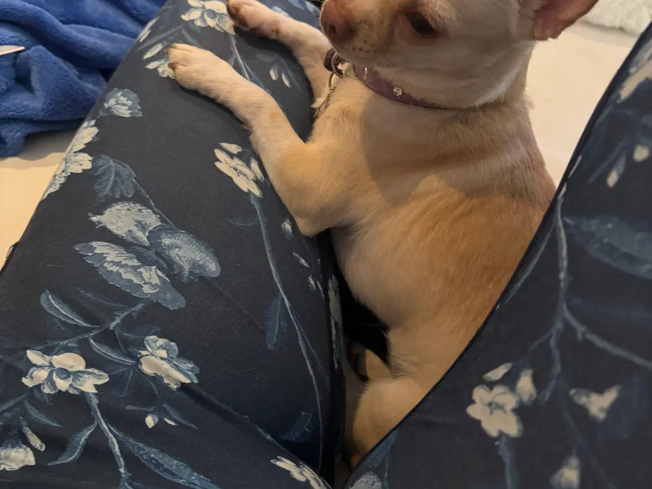 Billede 3 - Korthåret 3års DKK tæve