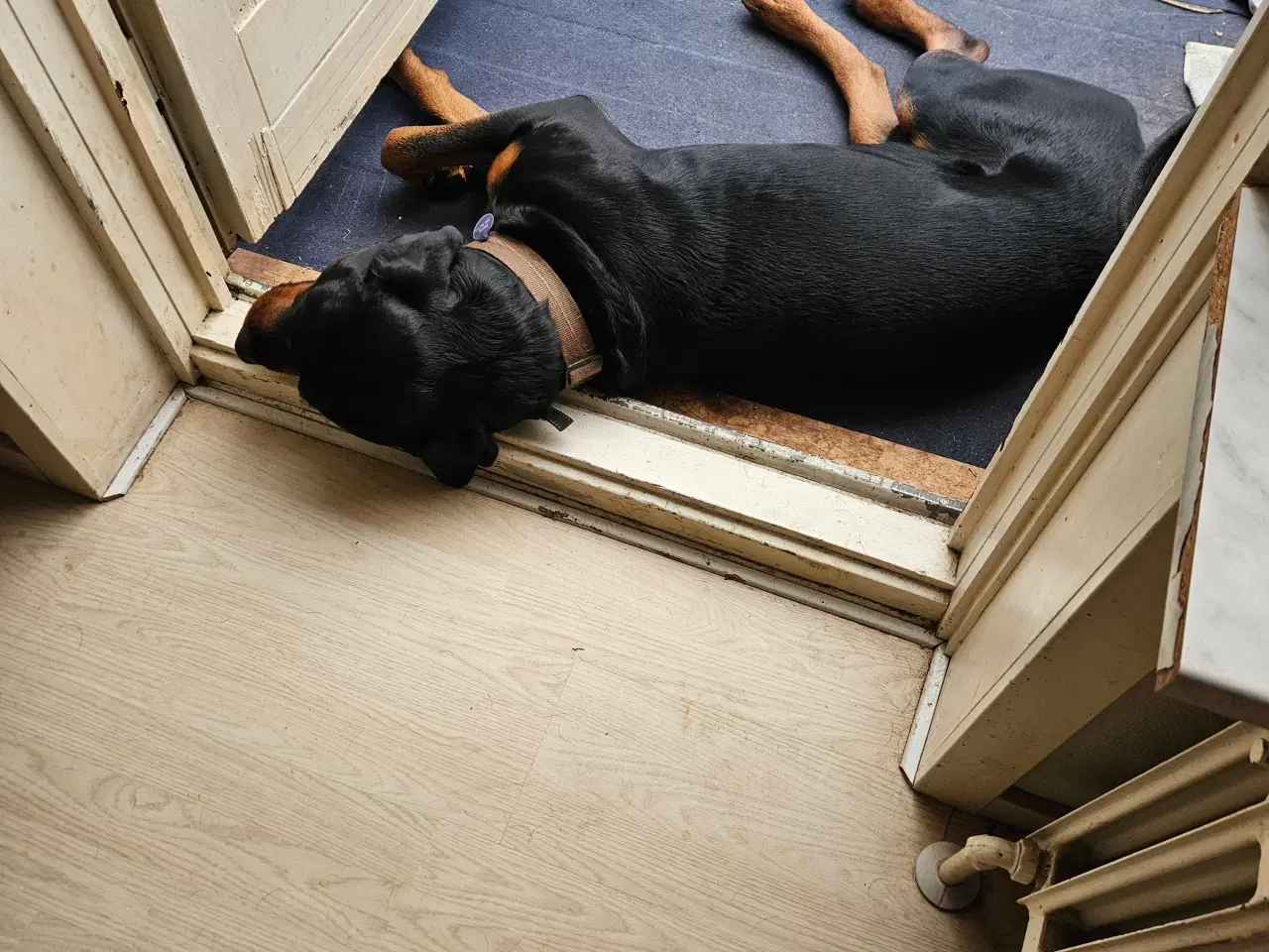 Billede 3 - Sælger min rottweiler han 