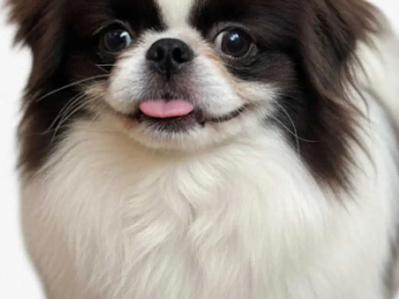 Billede 3 - Blå pekingeser hanhund 1 år