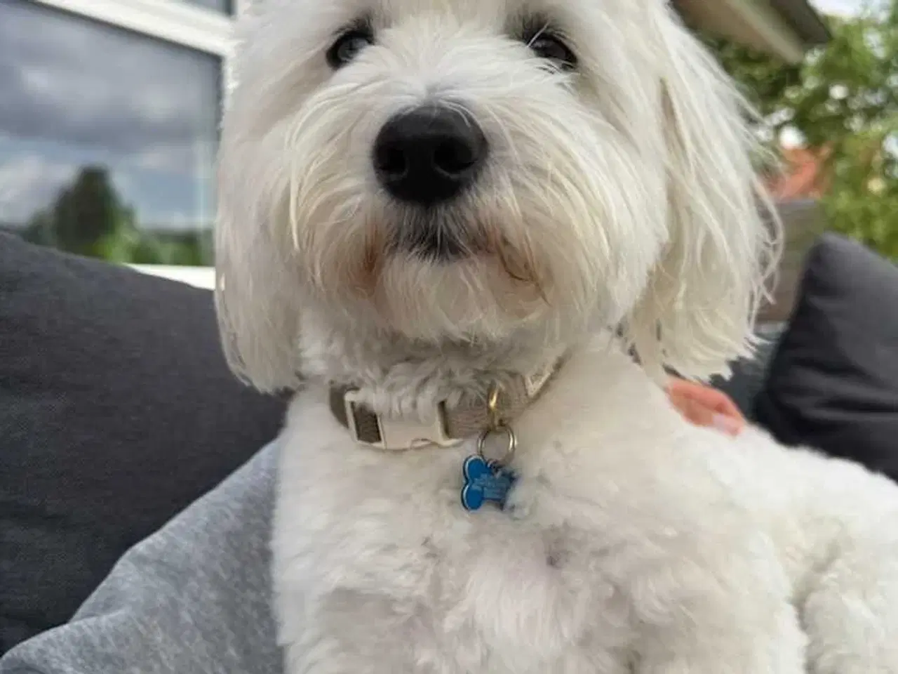 Billede 2 - Coton på 2 år